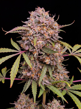 Hindu Kush Seeds