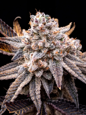 Ice Cream Cake X RS11 Seeds