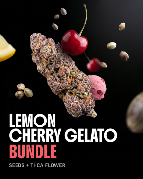 Lemon Cherry Gelato THCa Flower + Seeds Bundle