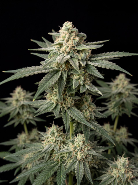 Jack Cookies Autoflower Seeds