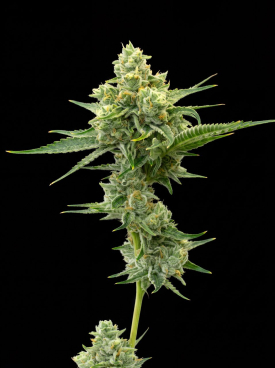 Jack Flash Seeds