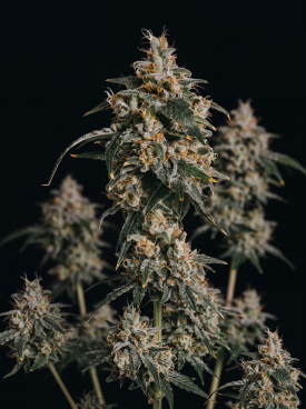Jack Herer Autoflower Seeds