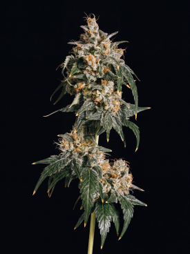 Jack Herer Seeds