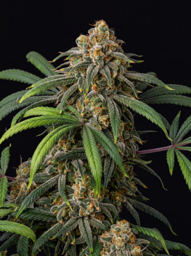 Jack Widow Seeds