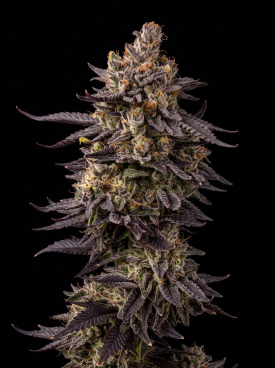 Jealousy Glue Seeds