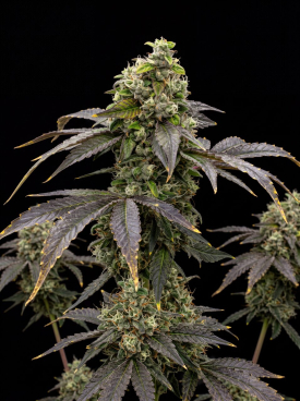 Killer Seeds