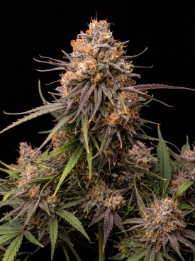 LA Confidential Seeds