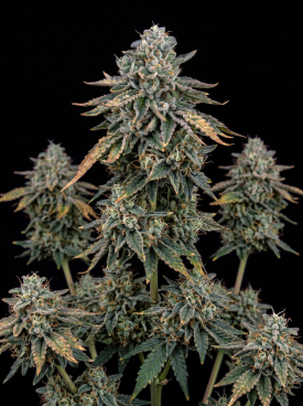 LA Kush Cake Autoflower Seeds