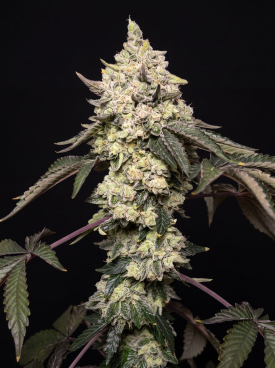 LA Kush Cake Seeds