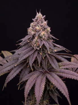 Larry Bird Seeds
