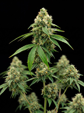 Lemon Autoflower Seeds