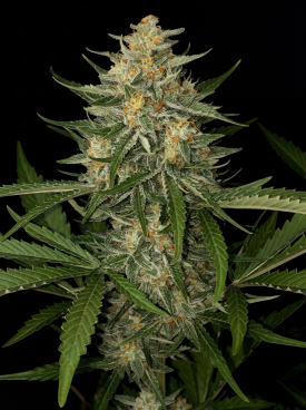 Lemon Haze Autoflower Seeds