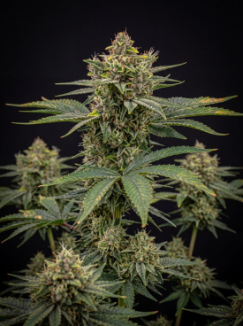 Lemon Pie Autoflower Seeds