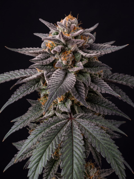 London Pound Cake Seeds