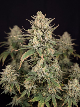 Lowryder Autoflower Seeds