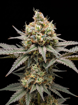 LSD Autoflower Seeds