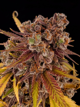 LSD Seeds