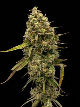 Magnum Autoflower Seeds