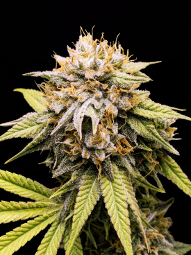 Mango Kush Seeds