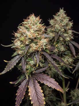 Maui Wowie Seeds