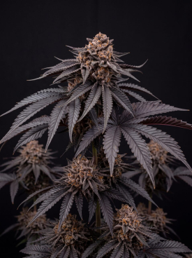 Mimosa Autoflower Seeds