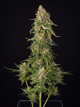 MK Ultra Seeds
