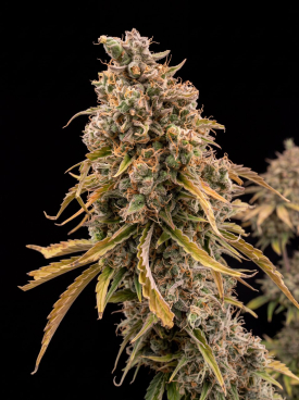 Moby Dick Autoflower Seeds