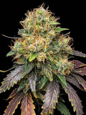 Northern Lights #10 x Amnesia Haze Seeds
