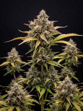 Northern Lights Autoflower Seeds