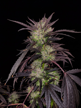 Northern Lights Seeds