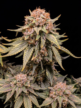 NYC Diesel Seeds