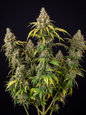OG Kush Autoflower Seeds