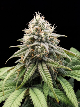 OG Kush Fast Version Seeds
