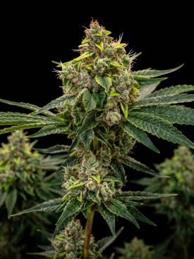 Orange Bud Seeds