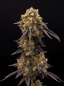 Oreoz Cake Seeds