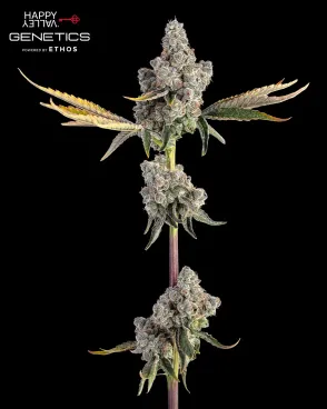 Overtime Seeds