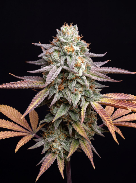 Peach Creshendo Seeds