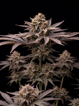 Peanut Butter Breath Autoflower Seeds