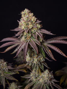 Peanut Butter Breath Seeds