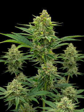 Pine Autoflower Seeds