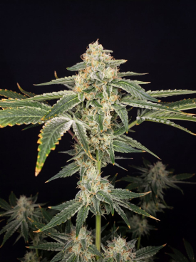 Pineapple Haze Seeds