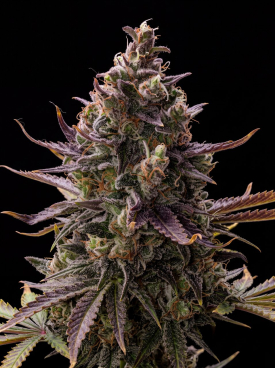 Pink Rozay Seeds