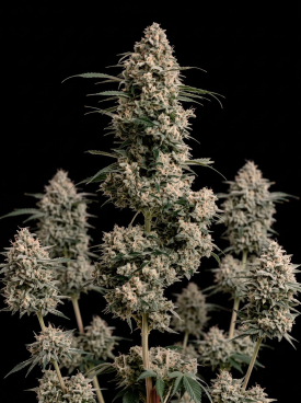 Afghan Autoflower Seeds