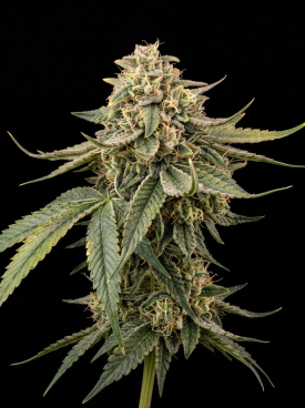 Power Plant Seeds
