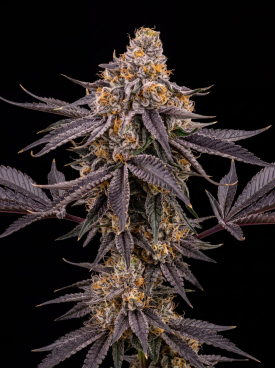 Purple Gelato Seeds