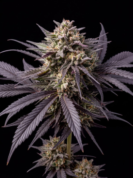 Purple Haze Seeds