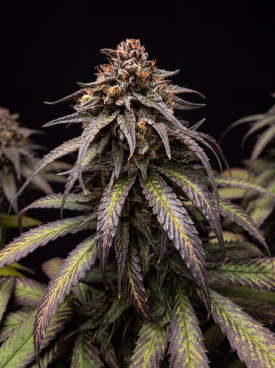 Purple Kush Autoflower Seeds
