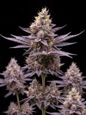 Purple Punch Autoflower Seeds