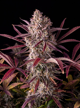Purple Punch Seeds
