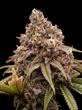 Rainbow Glue Seeds
